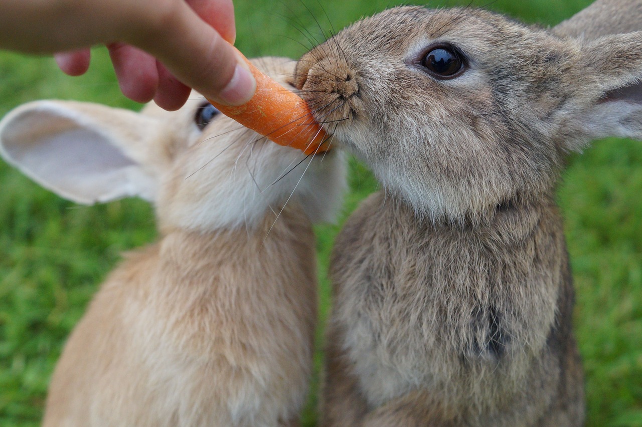 Image - rabbit eat carrot cute bunny