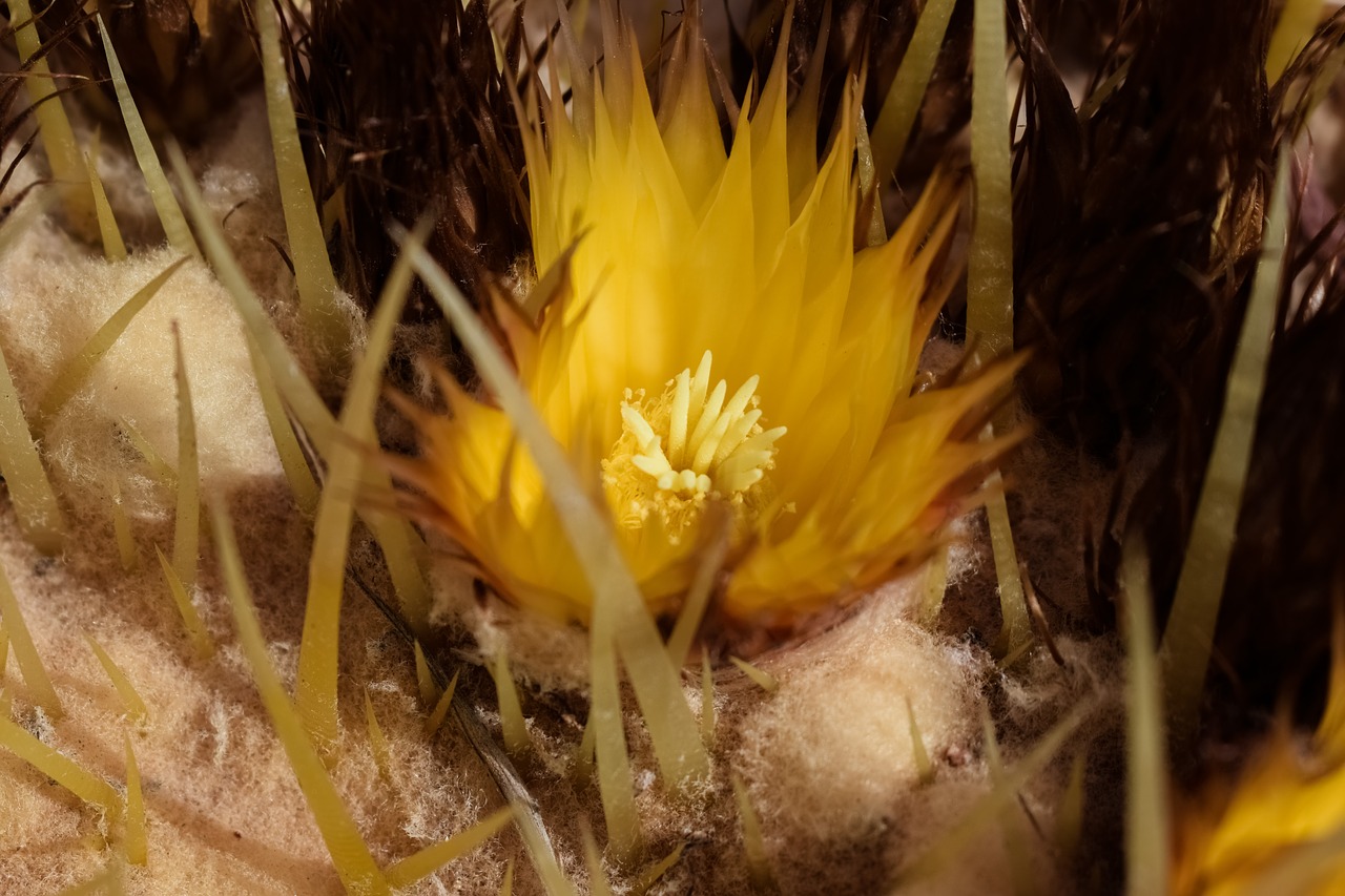 Image - flower among thorns yellow nature