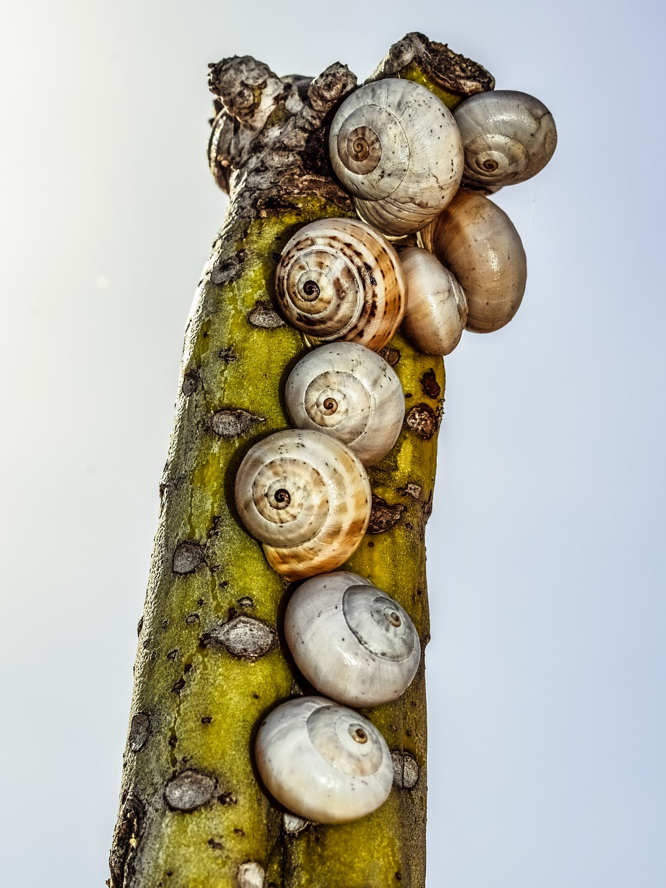 Image - cactus shells nature wildlife