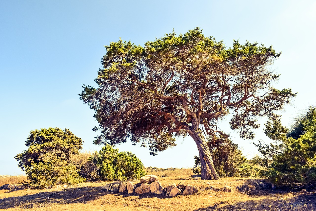 Image - cyprus cavo greko tree landscape