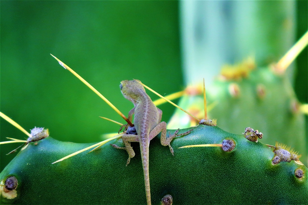 Image - reptile tiny lizard cactus green