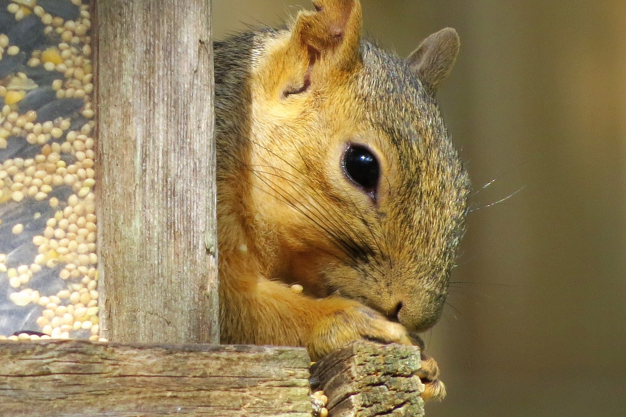 Image - squirrel close up brown cute