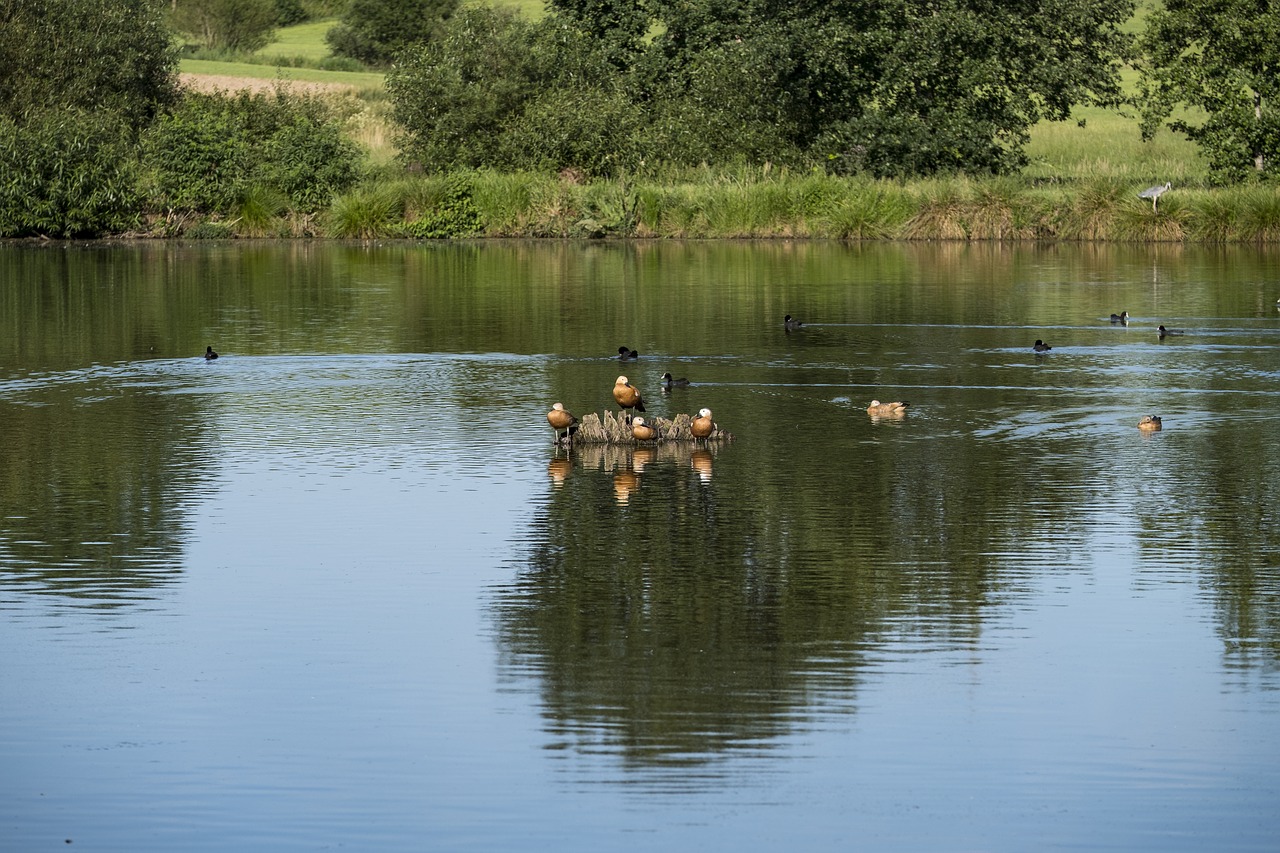 Image - pond lake river bach water nature