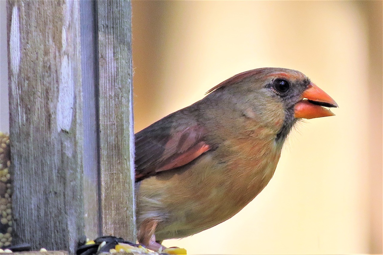 Image - bird colorful female cardinal