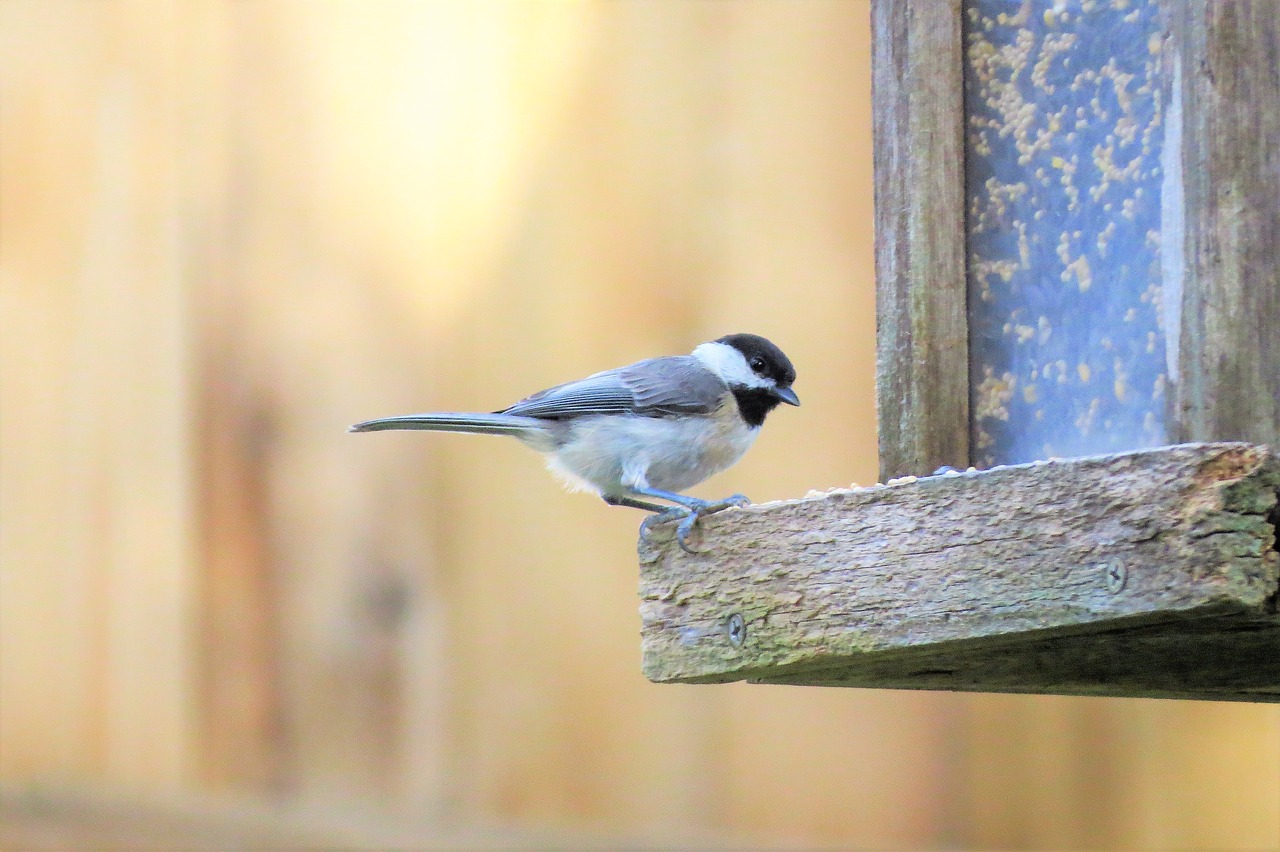 Image - bird tiny wildlife chickadee