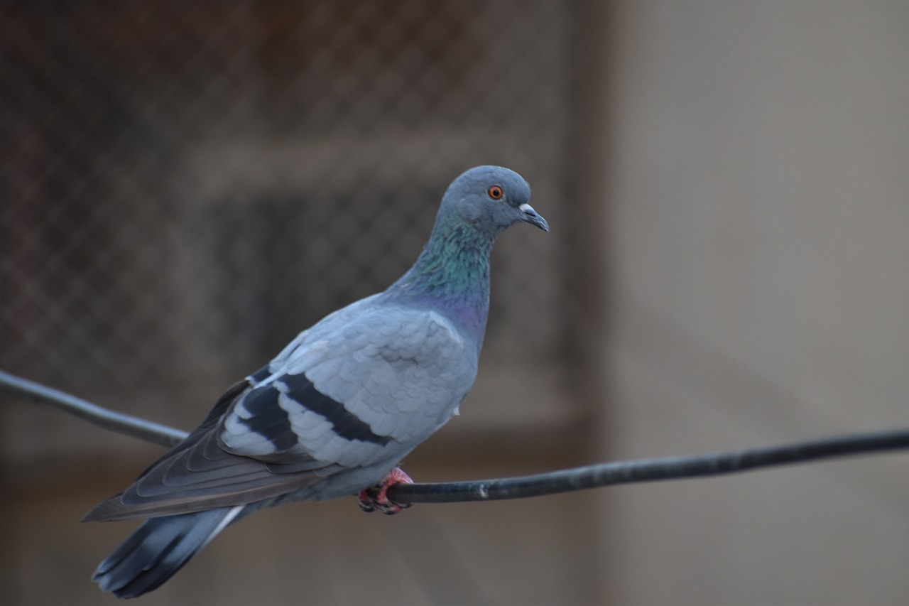 Image - pigeon bird feral pigeons