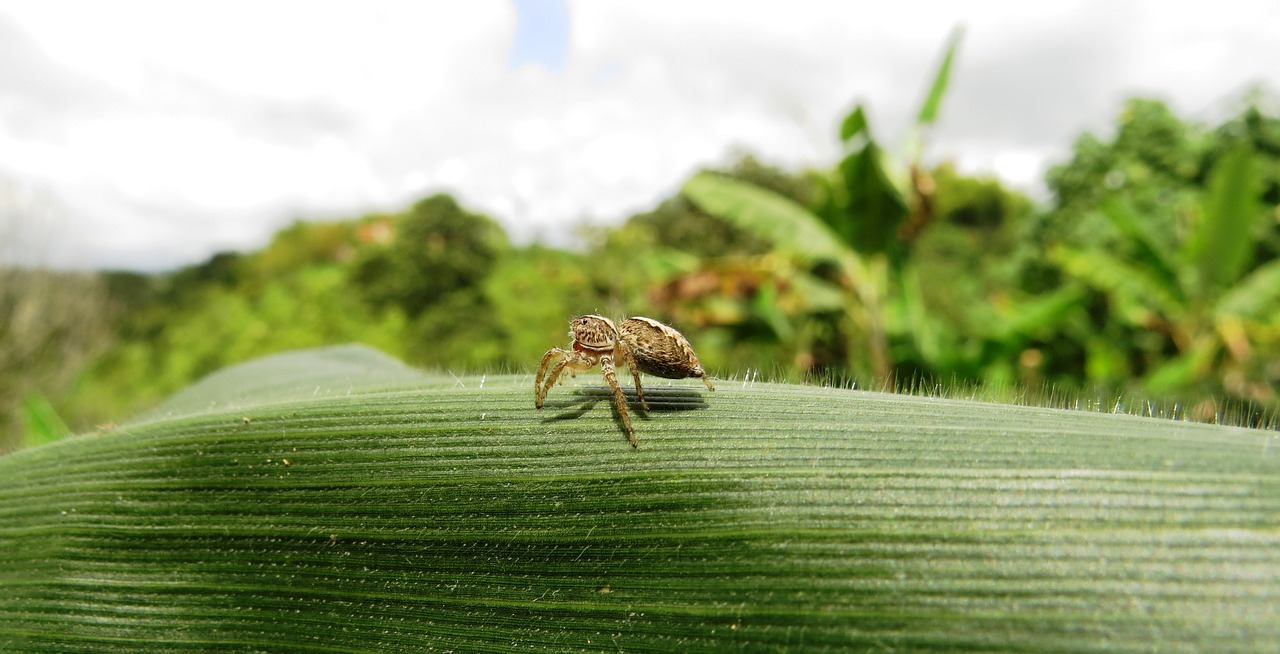 Image - nature salento armenia colombia