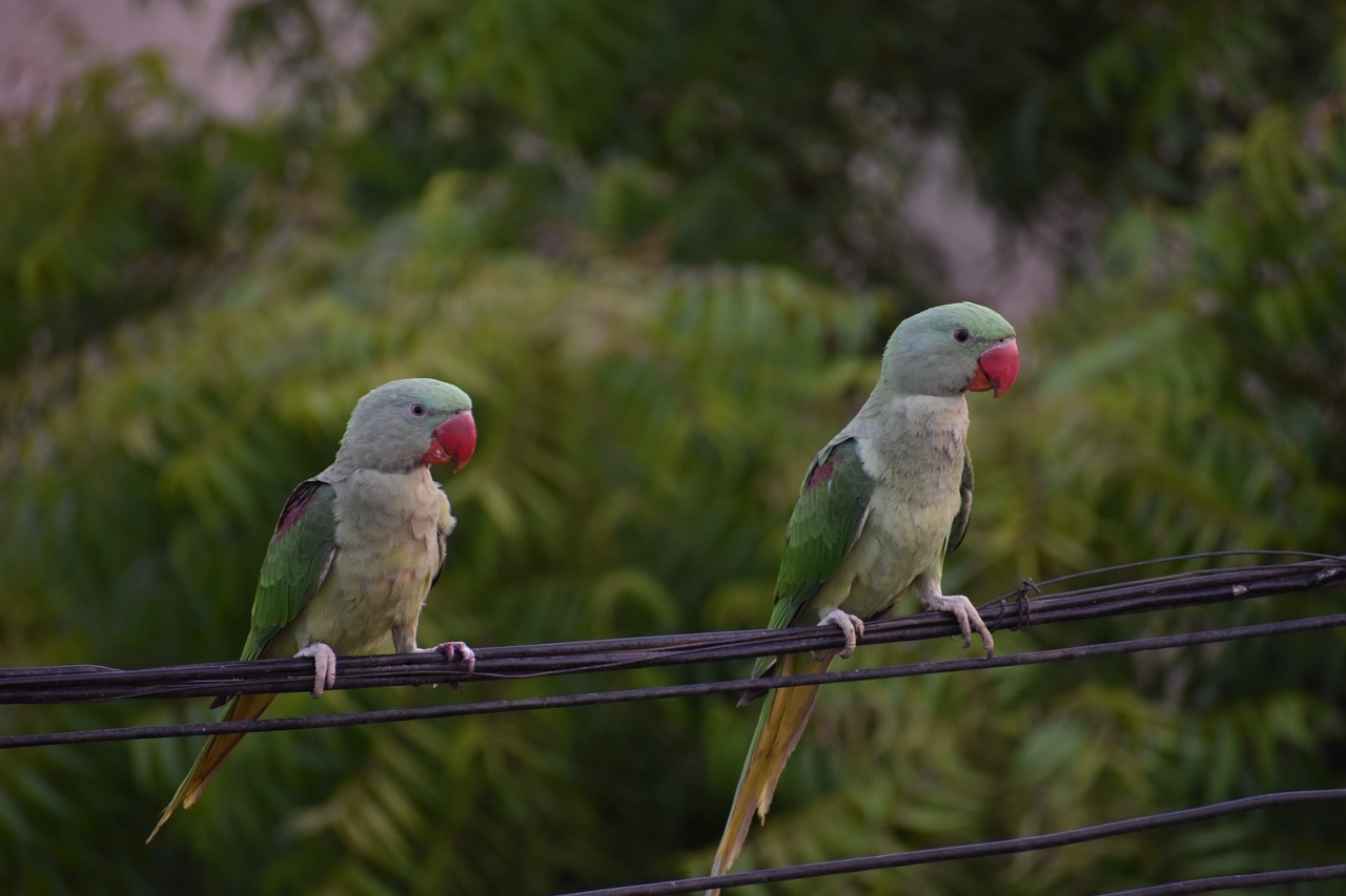 Image - parakeets parrots pair birds