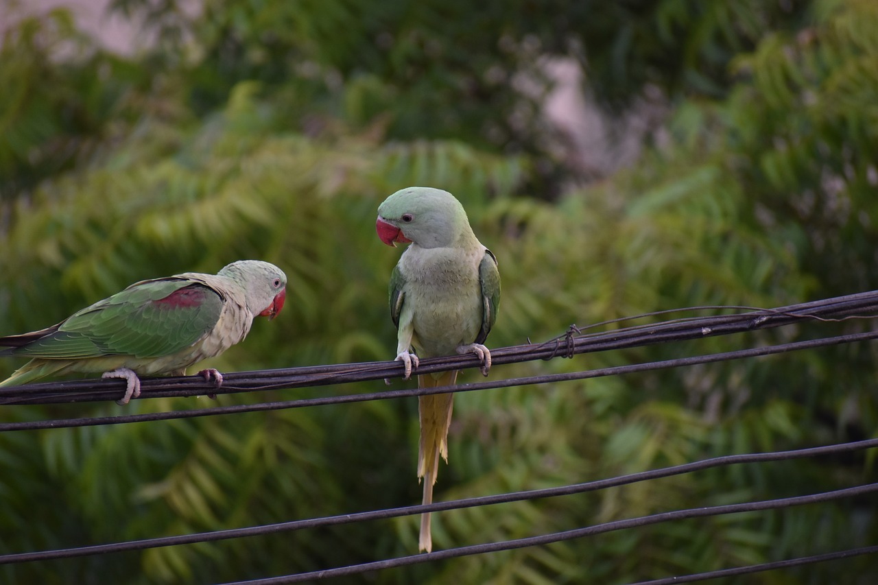 Image - parakeets parrots pair one scolding