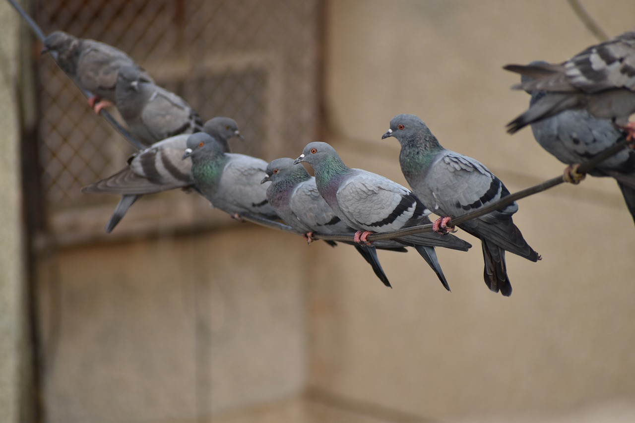 Image - pigeons line swinging birds