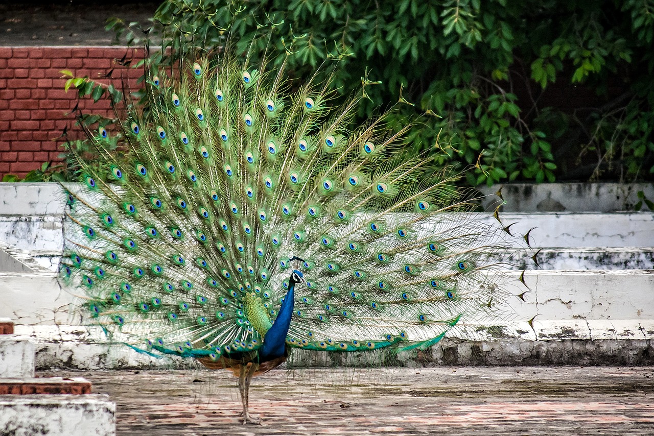 Image - peacock bird plumage feather