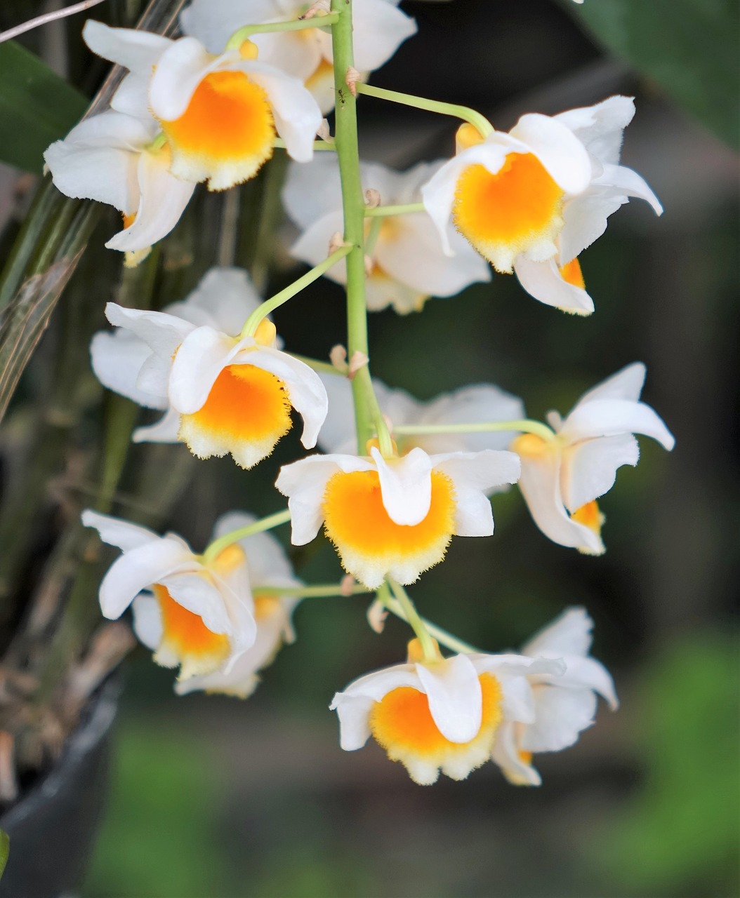 Image - gold stone oak orchid yellow