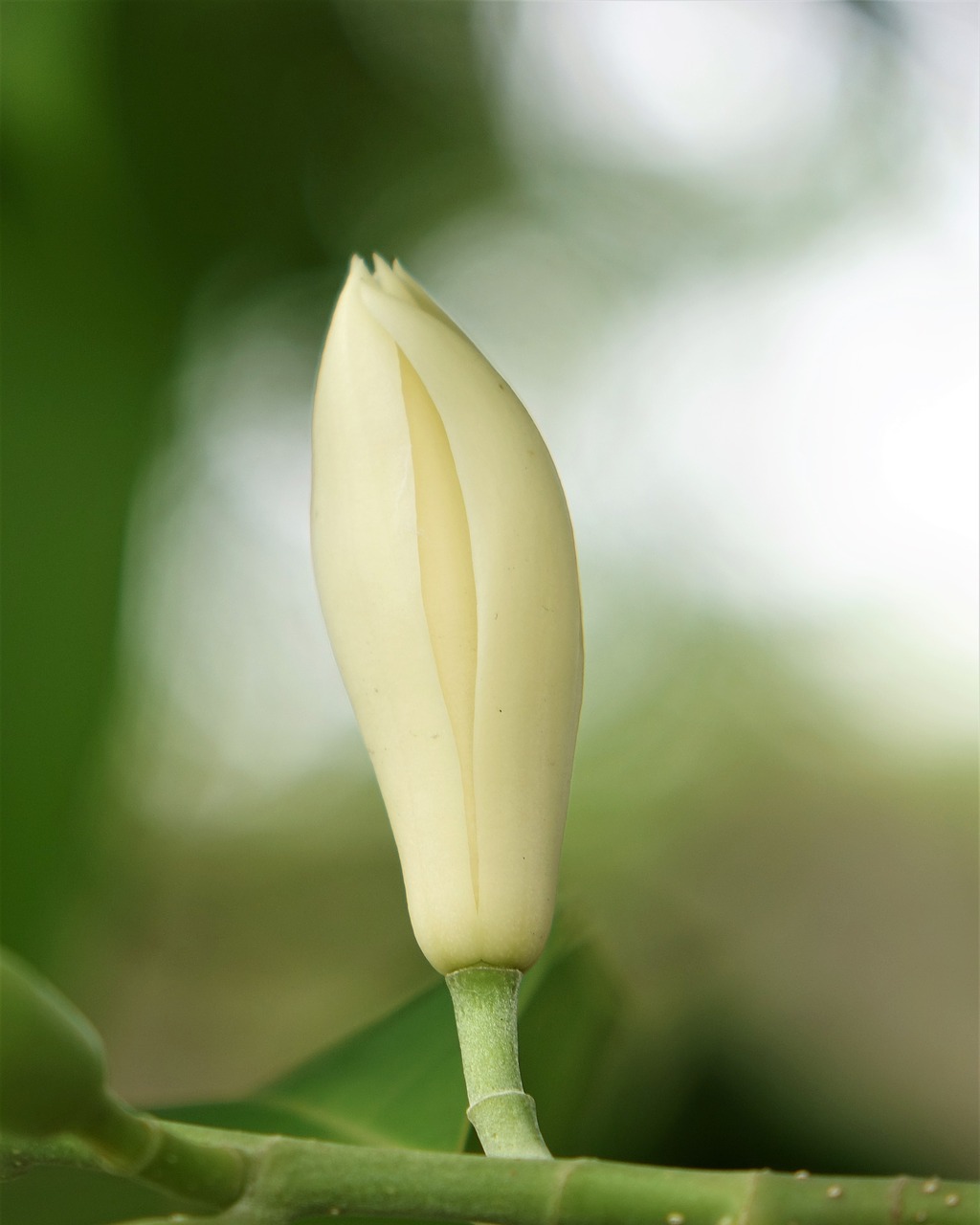 Image - other jade flower white other