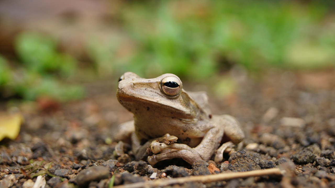 Image - frog close up nature amphibian