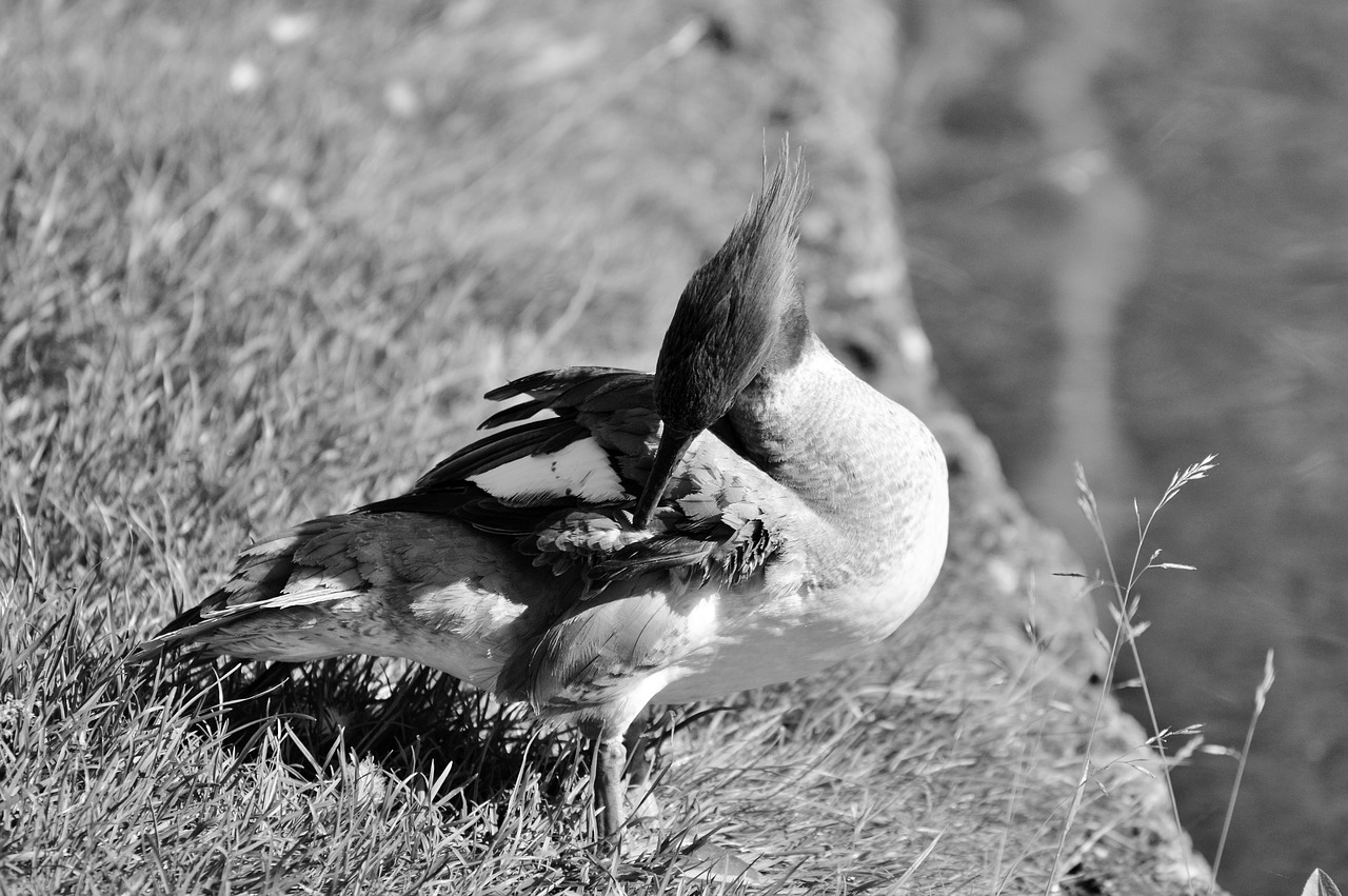 Image - merganser ducks waterfowl bird