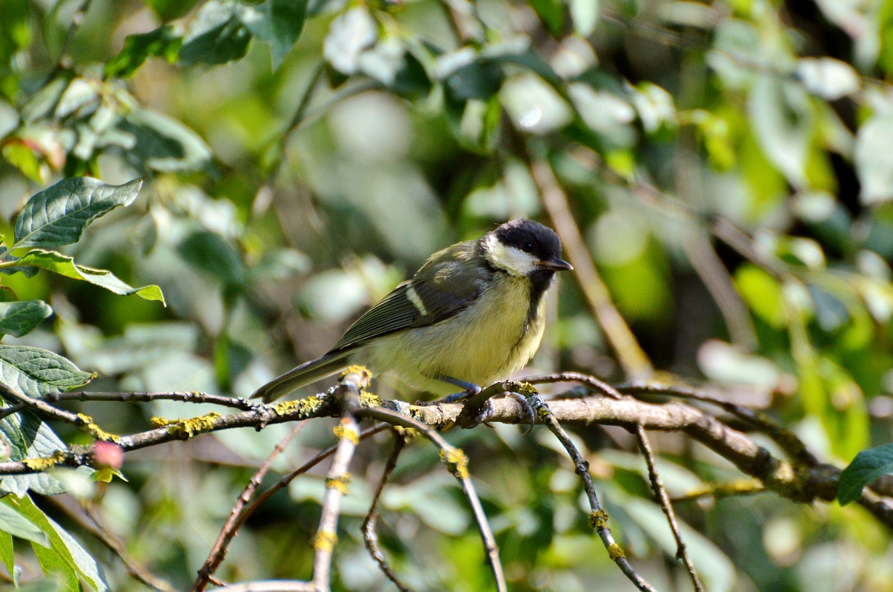 Image - tit bird songbird animal foraging