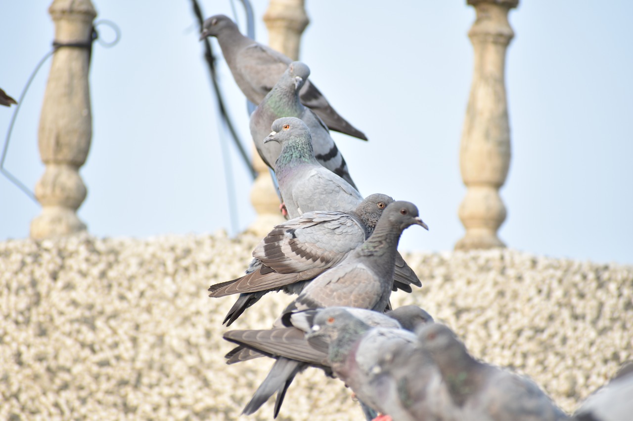 Image - pigeons row of birds queue line