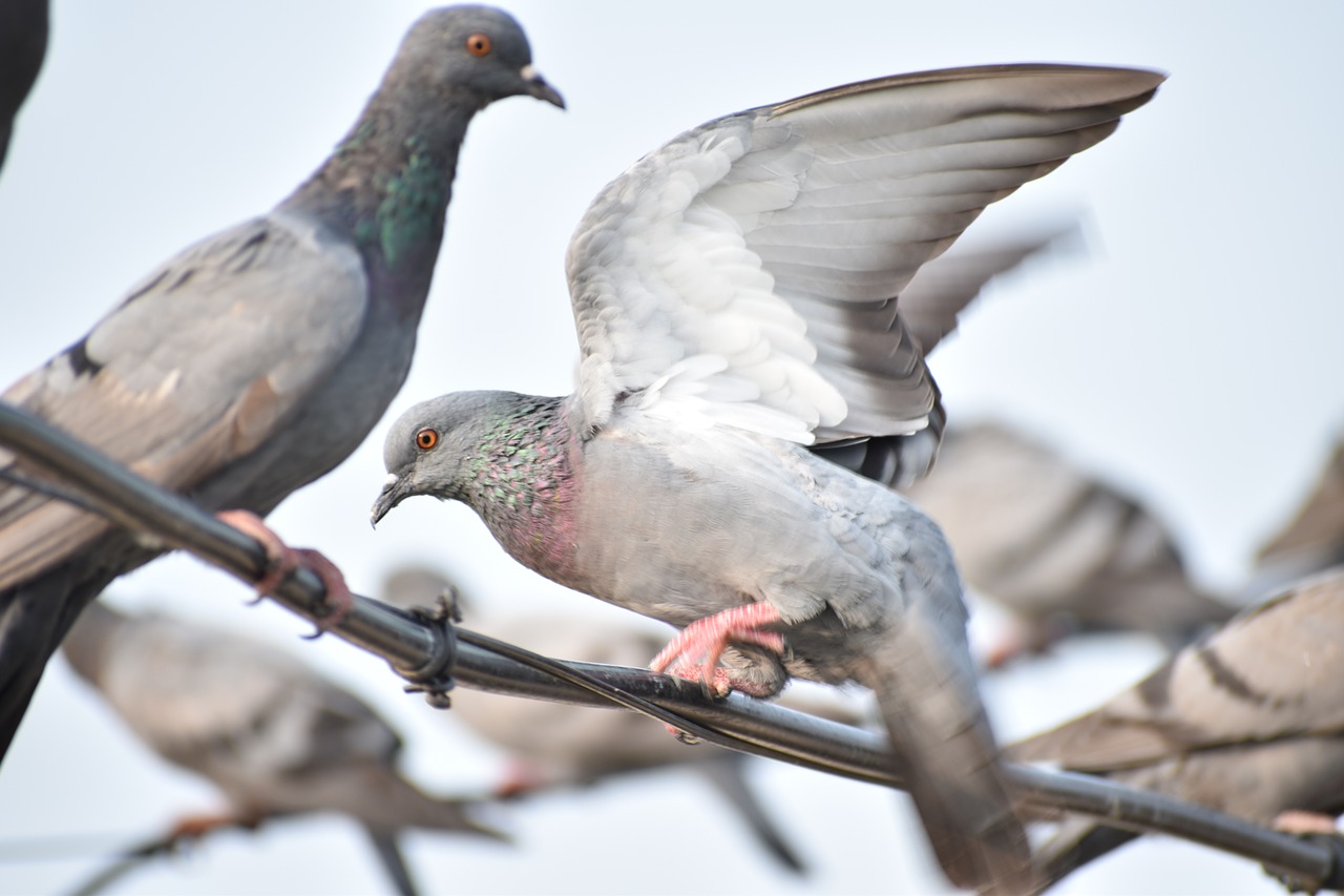 Image - feathers pigeon wi wings bird