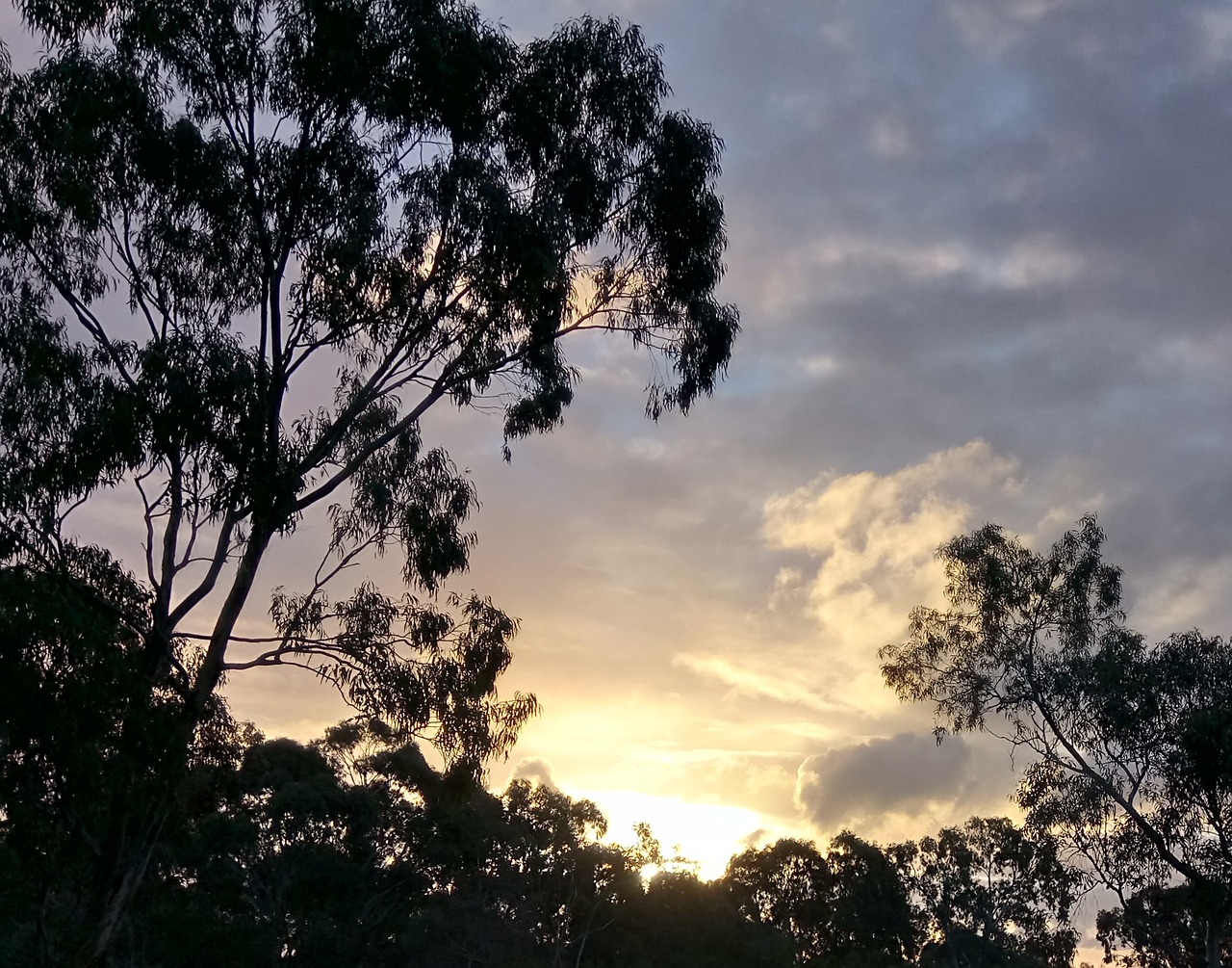 Image - evening eucalyptus silhouette