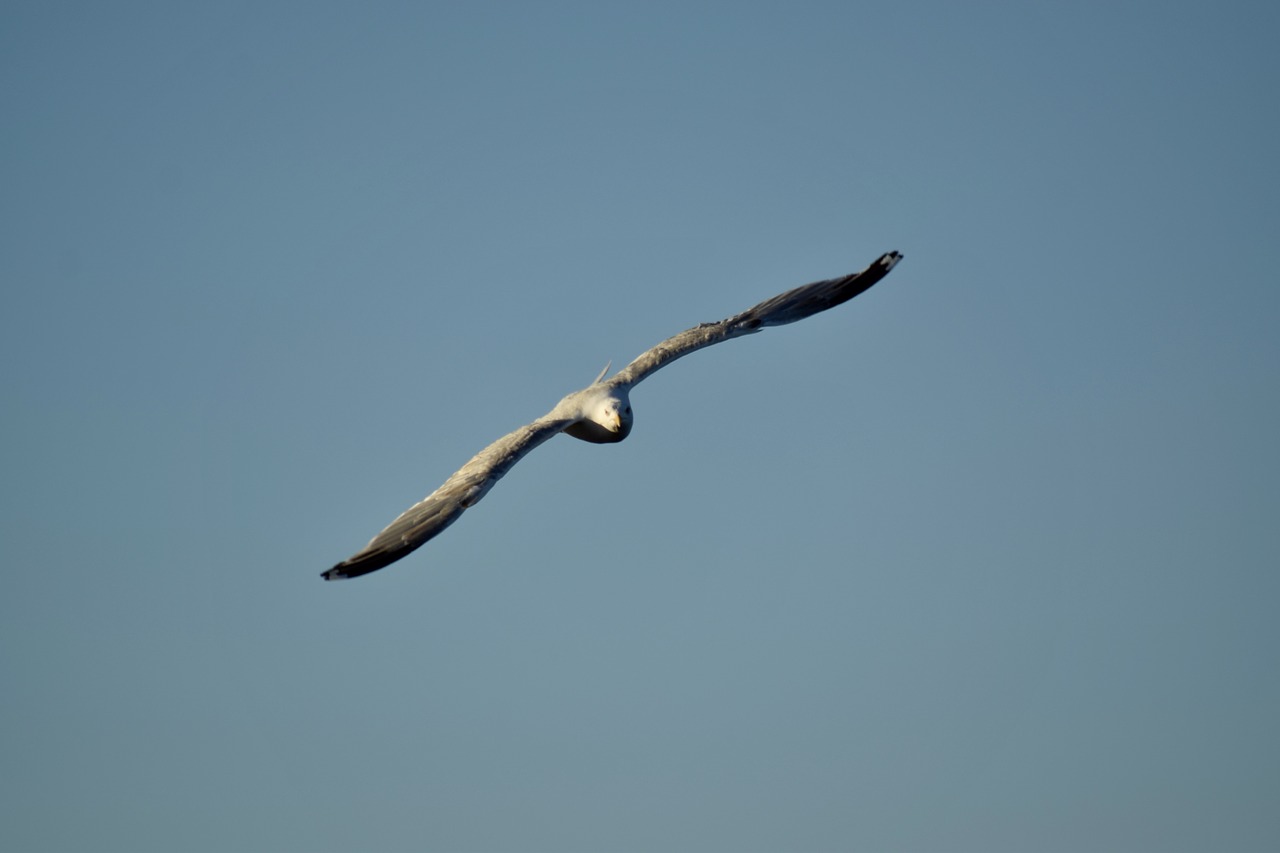 Image - mew gull sea bird flying