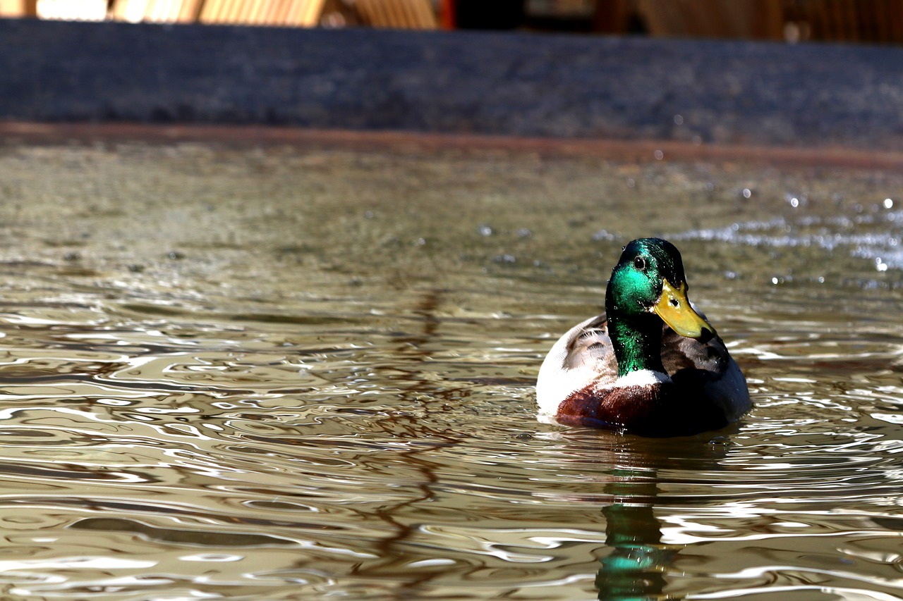 Image - duck fountain constance