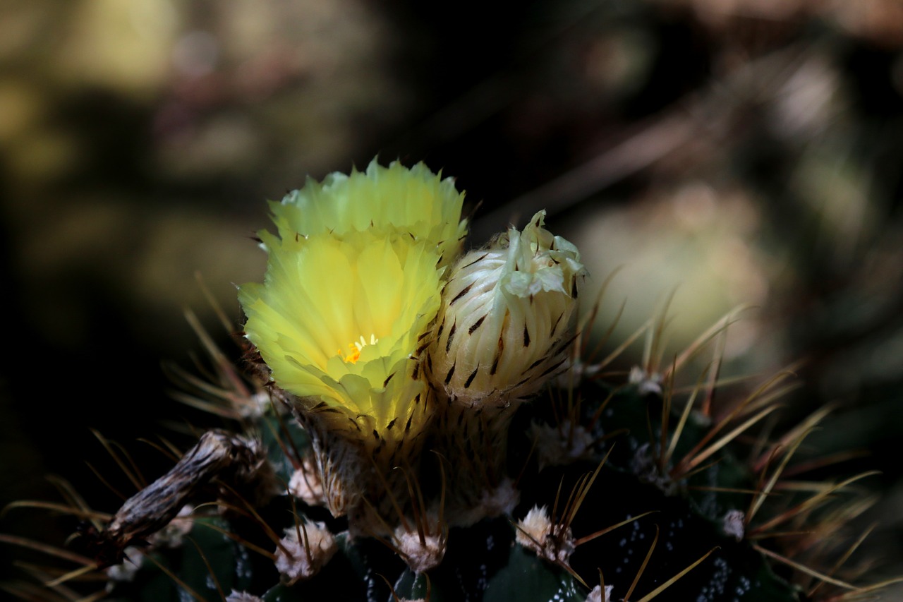 Image - blossom bloom flower macro cactus