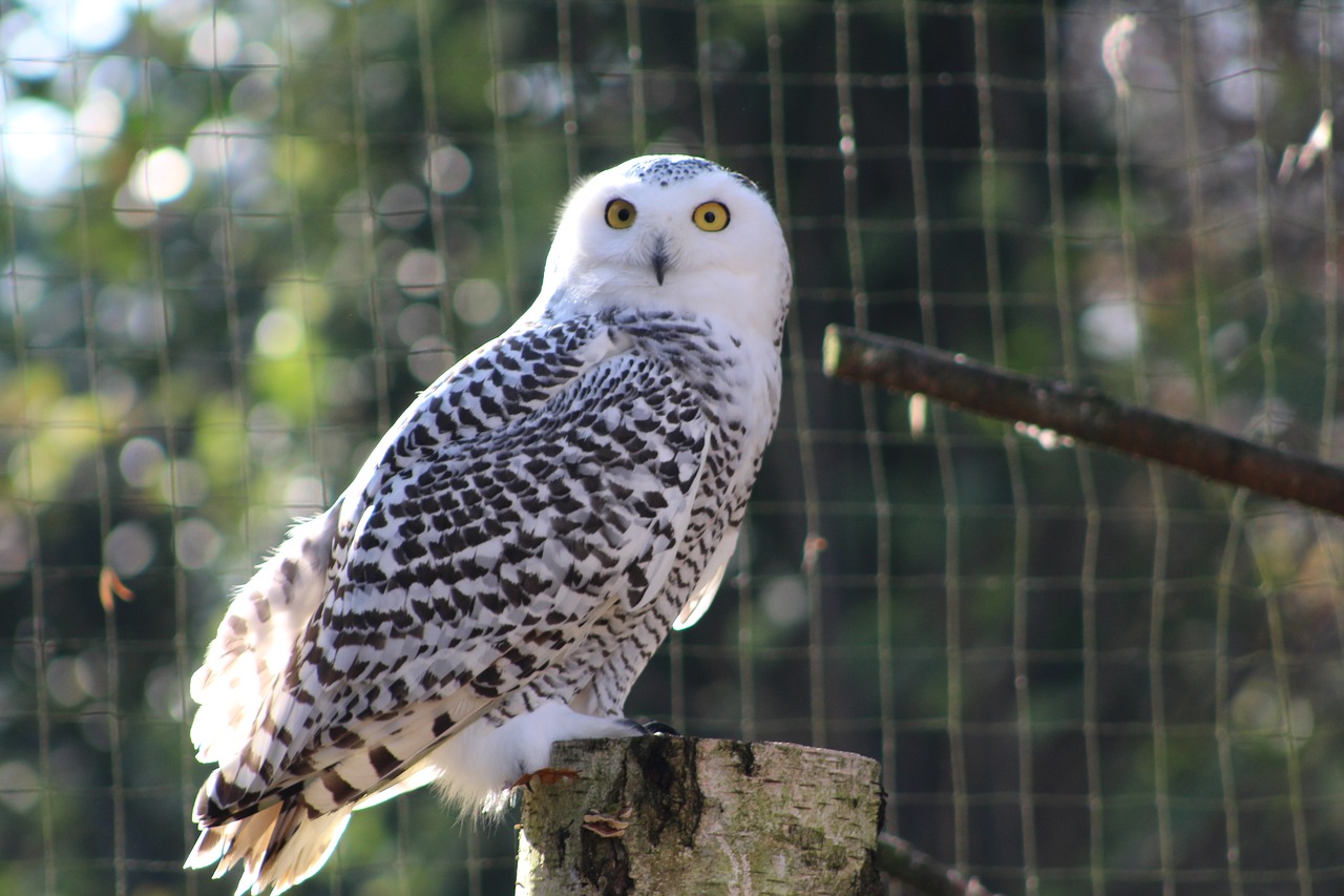 Image - owl zoo bird look portrait