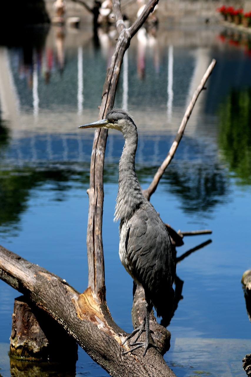 Image - wilhema stuttgart zoo tiergarten