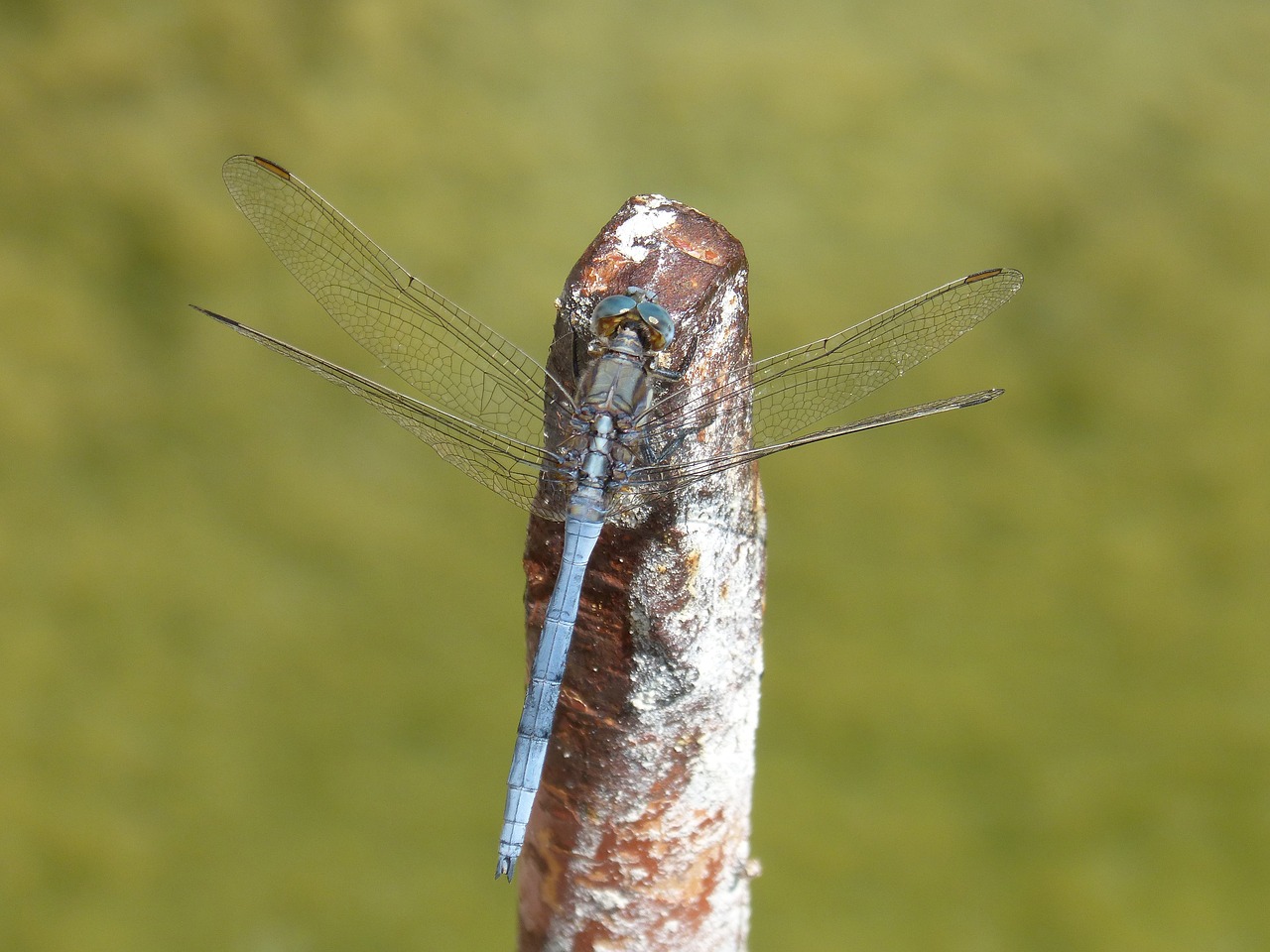Image - blue dragonfly raft winged insect