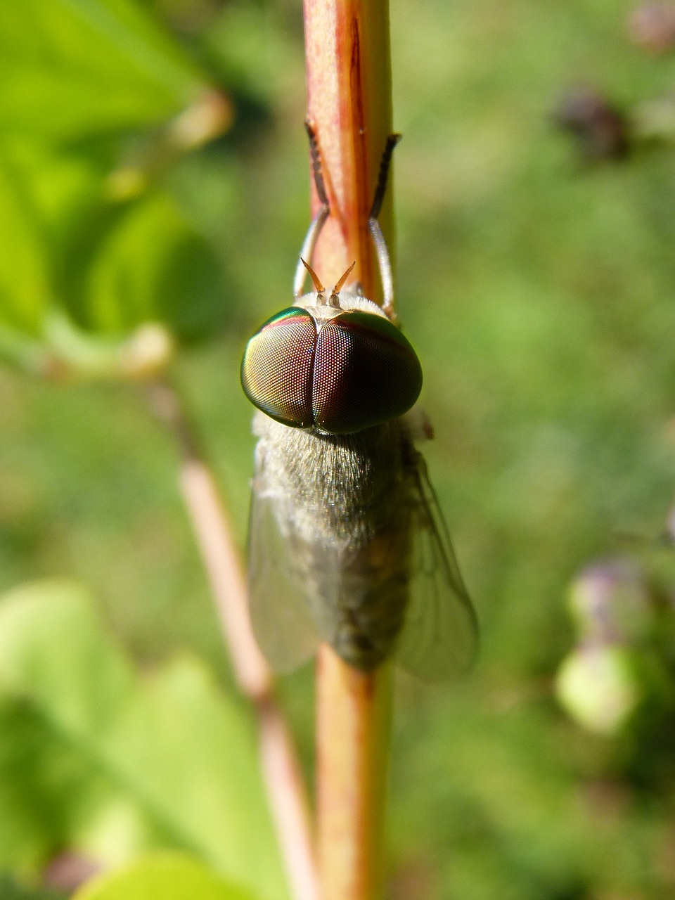 Image - horsefly eyes compounds hexagons