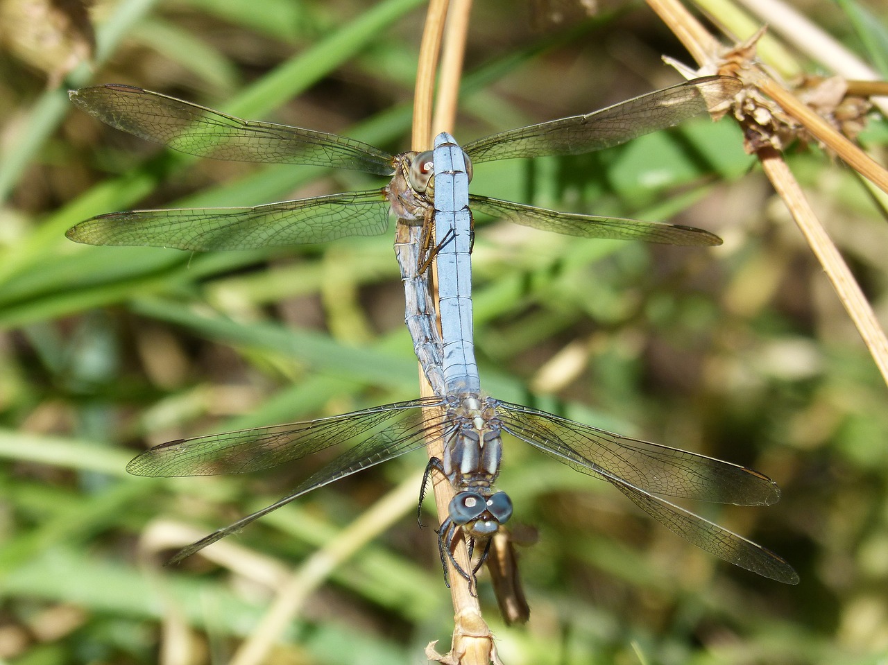 Image - blue dragonfly couple mating