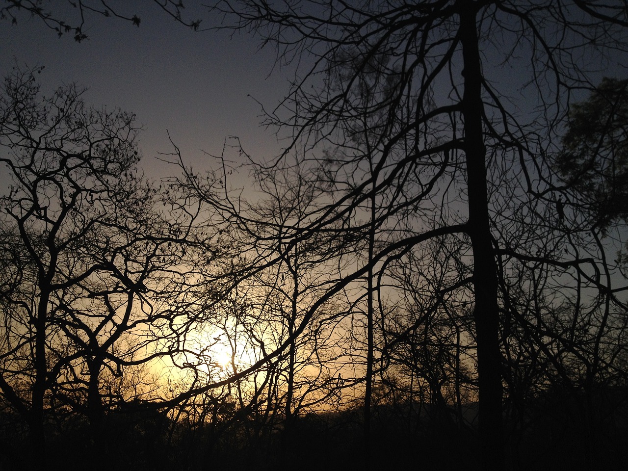 Image - sunset trees jungle