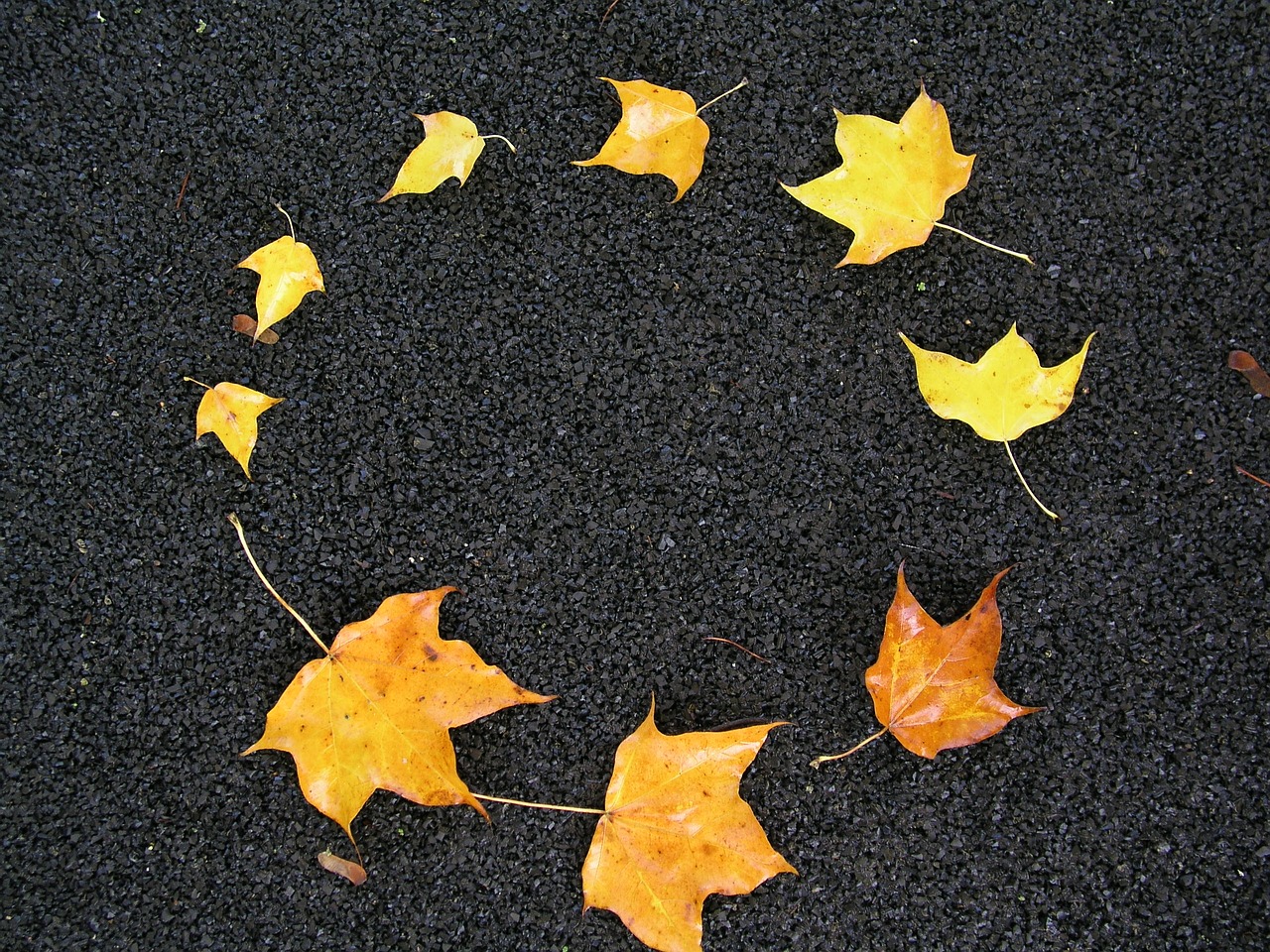 Image - leaves autumn circle pattern
