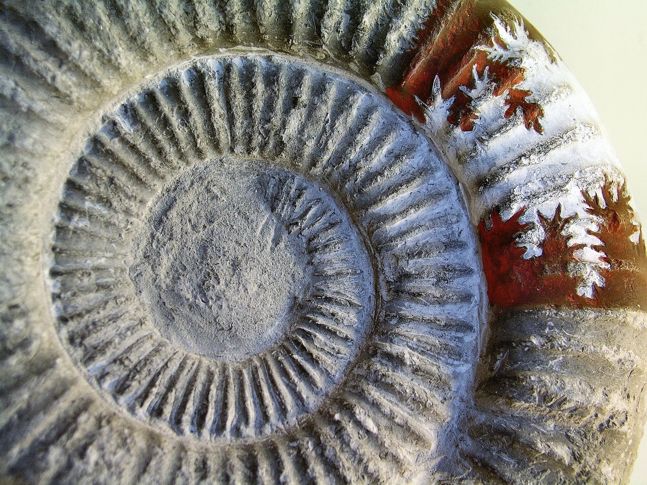 Image - fossil art stone pattern spiral