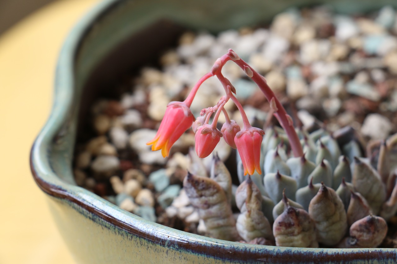 Image - potted plants the fleshy bud