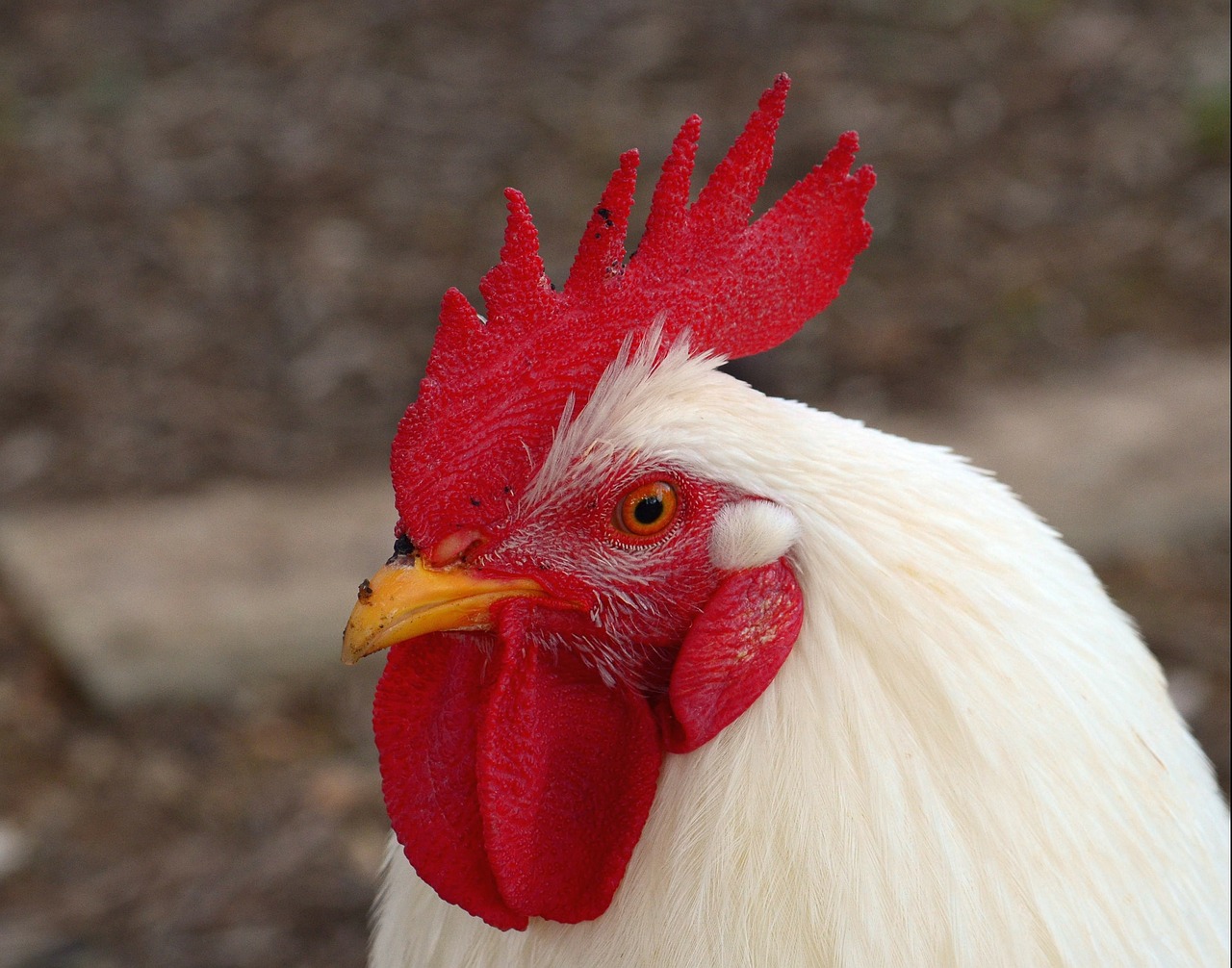Image - hahn cockscomb male fowl poultry