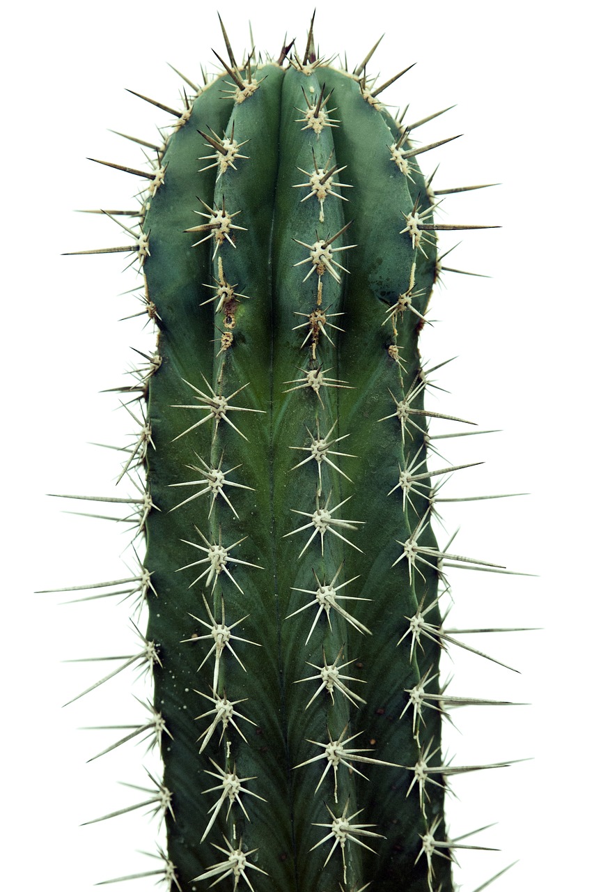 Image - cactus nature plants