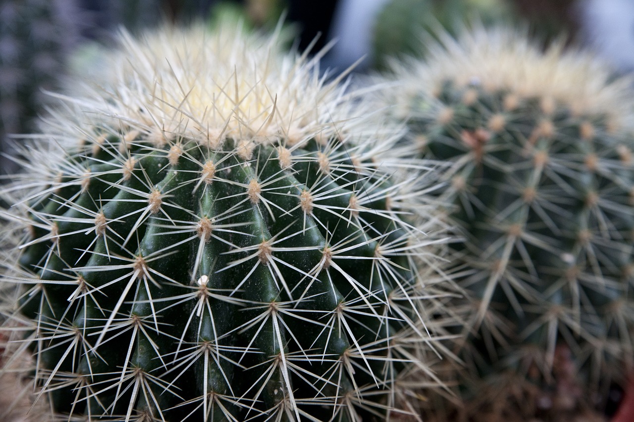 Image - cactus nature plants