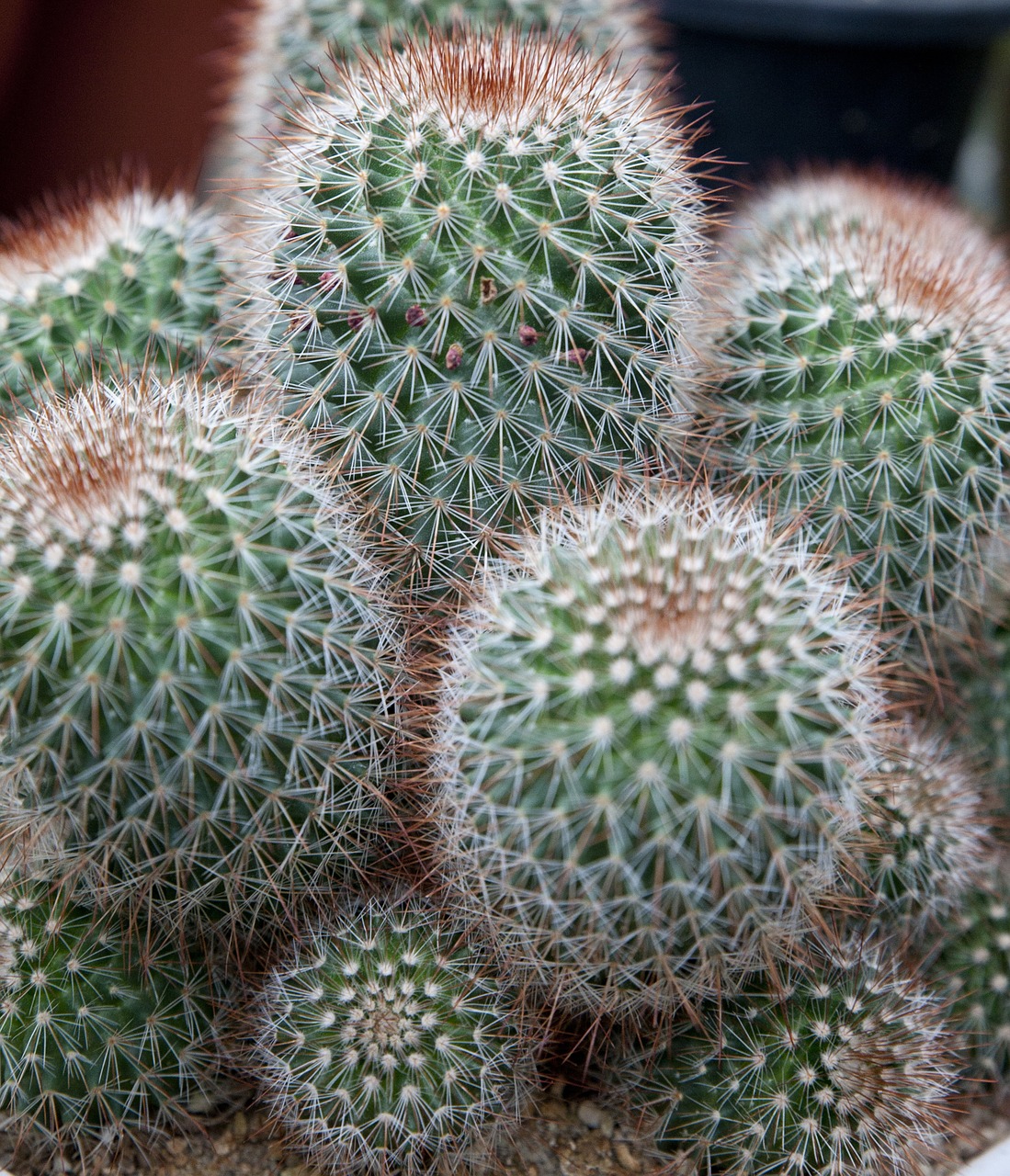 Image - cactus nature plants