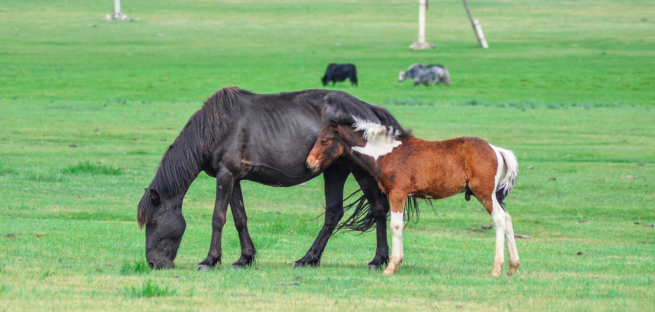 Image - foal mare horse mammal young