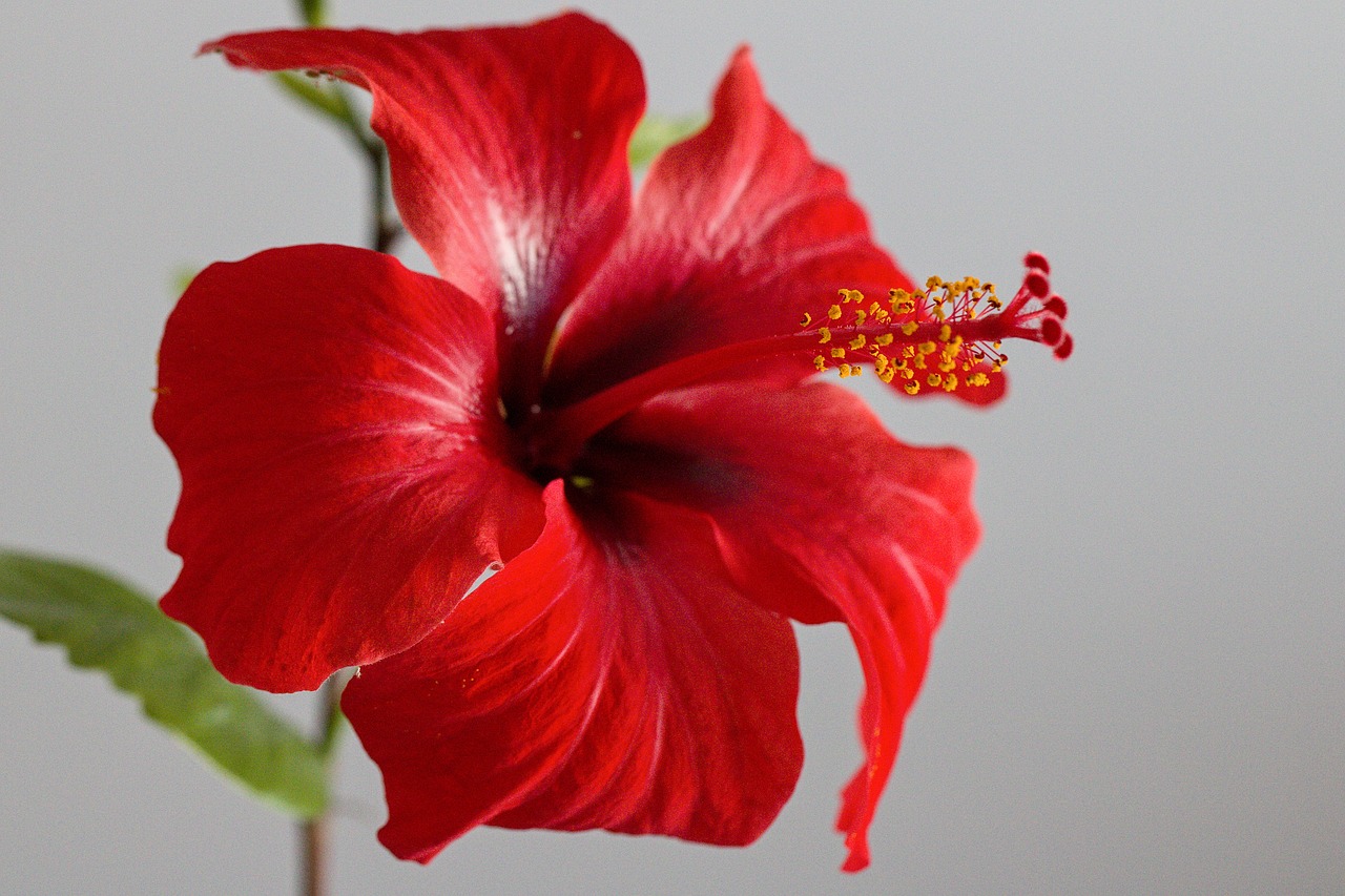 Image - flower hibiscus red flower