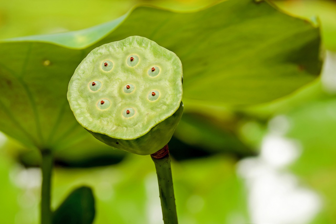 Image - lotus flower lotus flower blossom