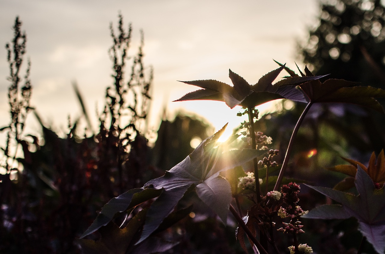 Image - garden park bad zwischenahn sunset