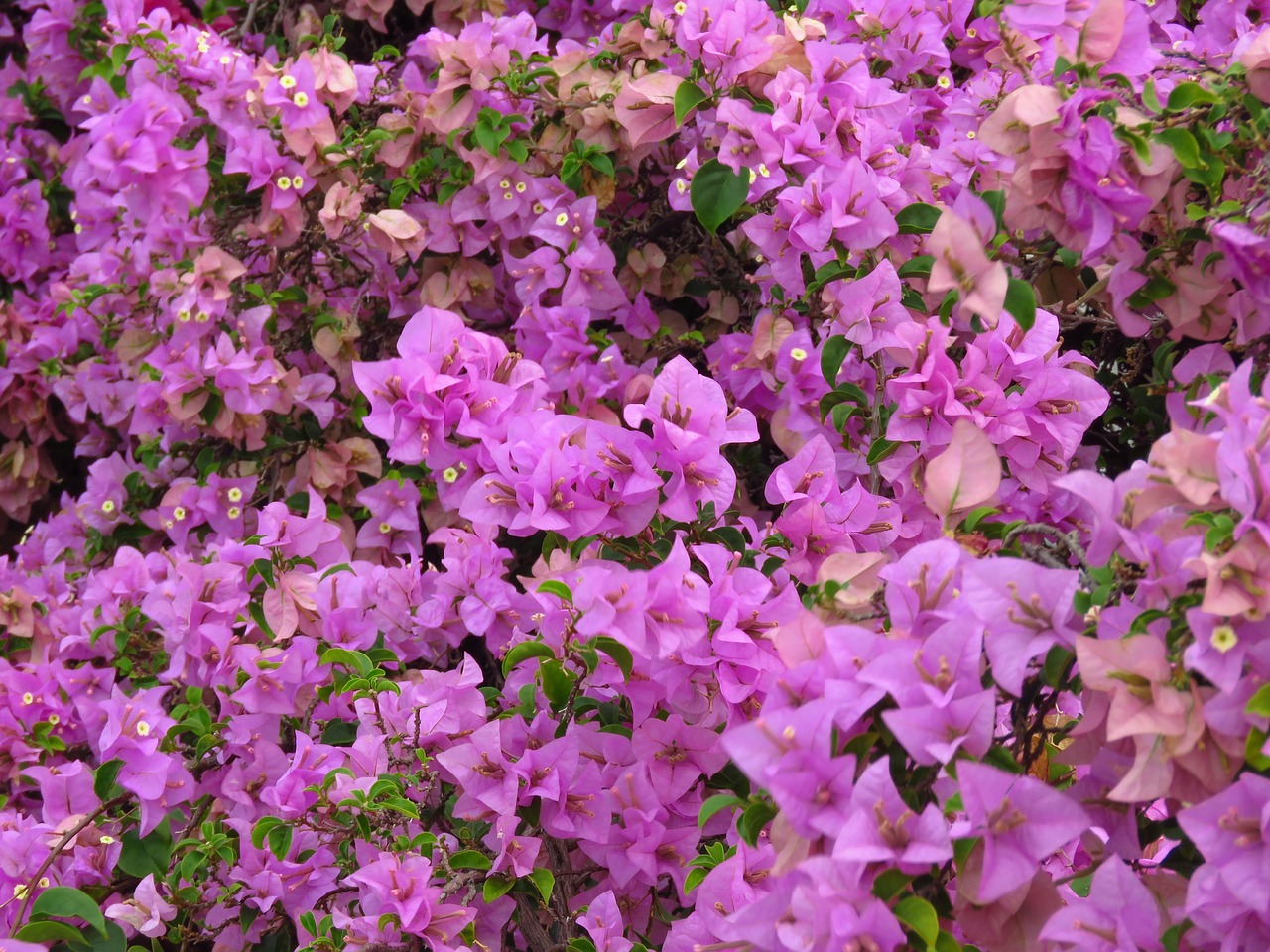 Image - flower pink beckground pink flowers