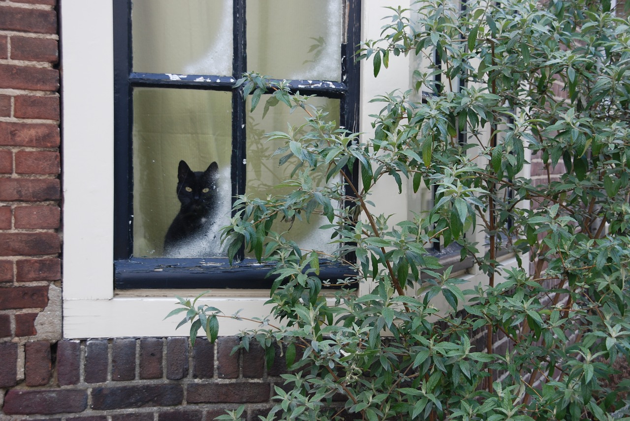 Image - cat pet mammal window winter