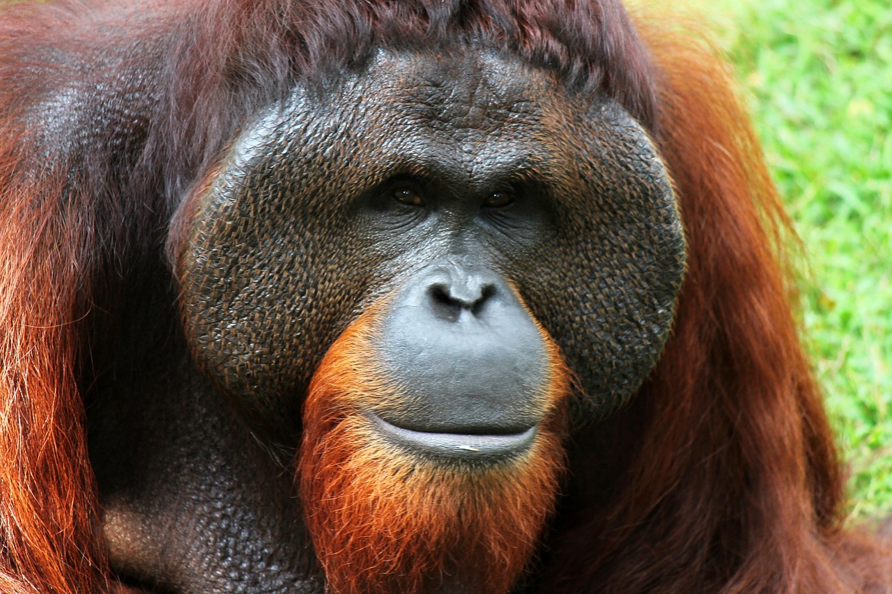 Image - orangutan monkey animal nature ape