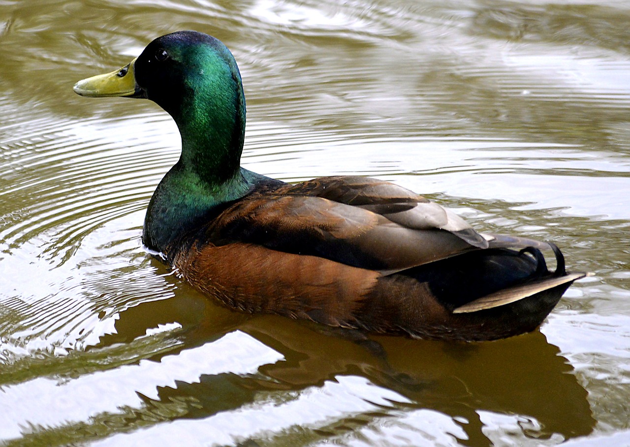 Image - mallard water duck water bird swim