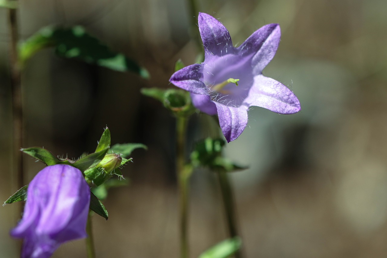 Image - bluebell wild flower summer flower