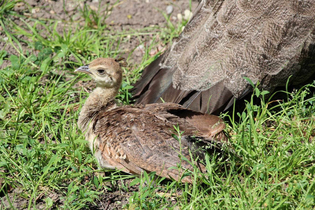 Image - peacock baby young bird