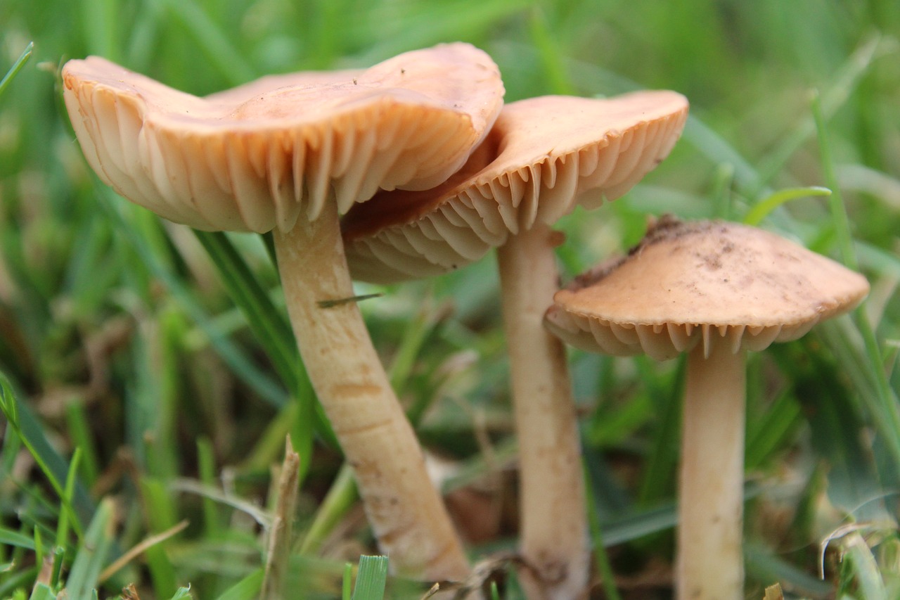 Image - mushrooms rush lamellar